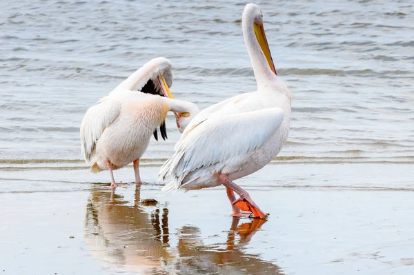 Pelican Walvish Bay Atlanten Namibia — Stockfoto