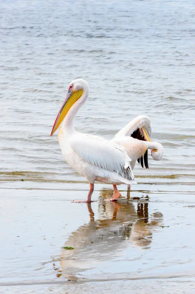 Pelican Walvish Bay Atlantic Ocean Namibia — Stock Photo, Image