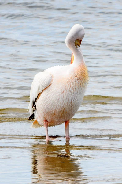 Pelican Walvish Bay Oceano Atlantico Namibia — Foto Stock