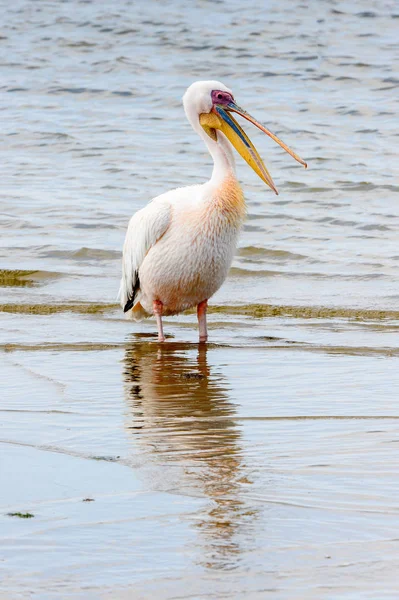 Pelikan Walfisch Bucht Atlantik Namibia — Stockfoto