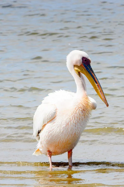 Pelican Walvish Bay Oceano Atlantico Namibia — Foto Stock