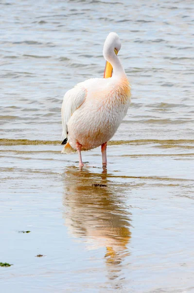 Pelican Walvish Bay Atlantic Ocean Namibia — Stock Photo, Image