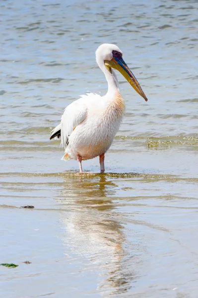Pelican Walvish Bay Atlantische Oceaan Namibië — Stockfoto