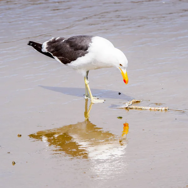 Albatros Pobřeží Atlantského Oceánu Walvis Bay Namibie — Stock fotografie