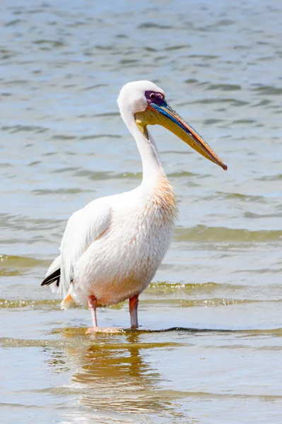 Pelican Valvish Bay Atlantický Oceán Namibie — Stock fotografie