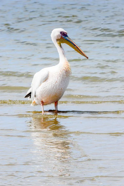 Pelican Valvish Bay Atlantický Oceán Namibie — Stock fotografie