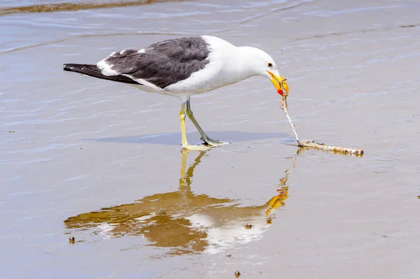 大西洋の海岸線のアルバトロス ウォルビス湾 ナミビア — ストック写真