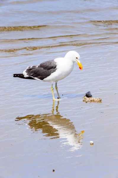 Albatros Sur Littoral Océan Atlantique Walvis Bay Namibie — Photo