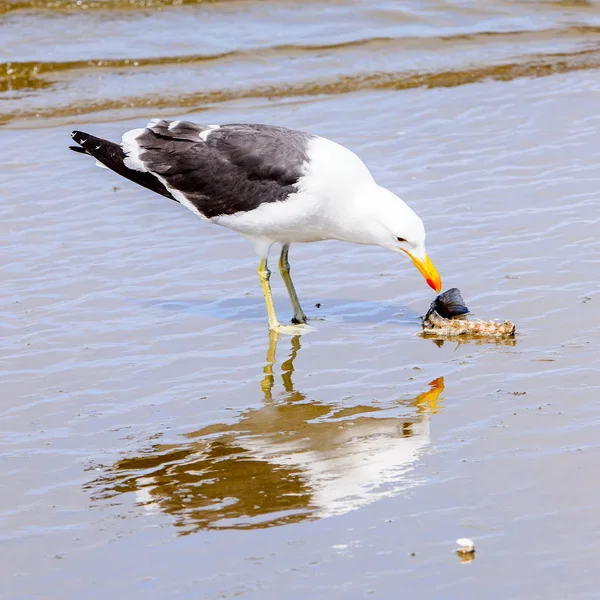 Albatross Een Kustlijn Van Atlantische Oceaan Walvis Baai Namibië — Stockfoto