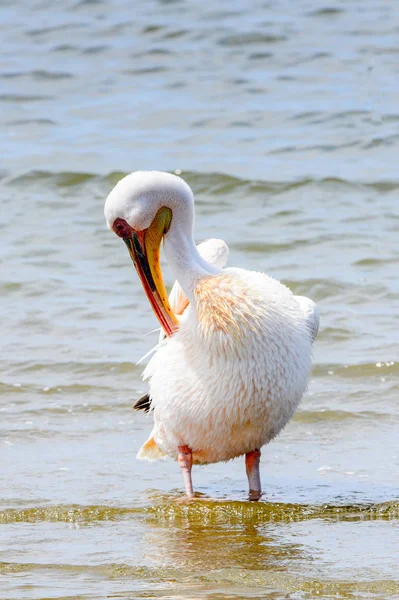 Pelican Walvish Bay Atlantische Oceaan Namibië — Stockfoto