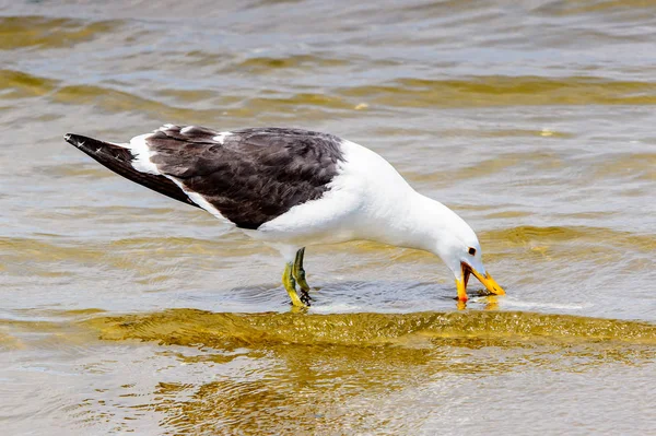 大西洋の海岸線のアルバトロス ウォルビス湾 ナミビア — ストック写真