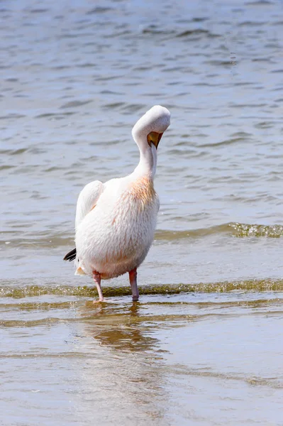 Pelican Walvish Bay Oceano Atlantico Namibia — Foto Stock