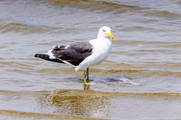 Albatros Pobřeží Atlantského Oceánu Walvis Bay Namibie — Stock fotografie