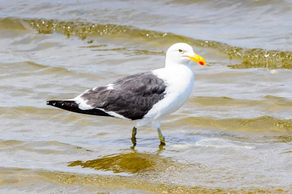 Albatross Wybrzeżu Oceanu Atlantyckiego Zatoka Walvis Namibia — Zdjęcie stockowe