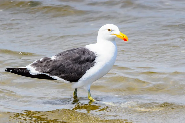 Albatroz Uma Costa Oceano Atlântico Baía Walvis Namíbia — Fotografia de Stock