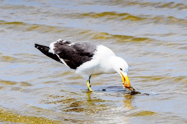 Albatroz Uma Costa Oceano Atlântico Baía Walvis Namíbia — Fotografia de Stock