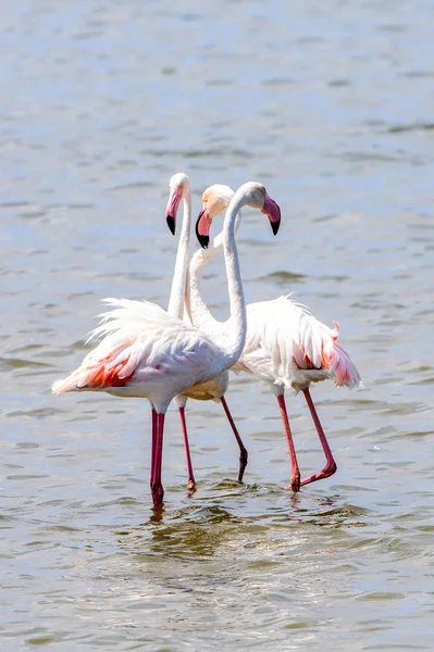 View Flamingos Water — Stock Photo, Image