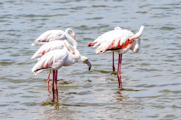 Vista Flamingos Água — Fotografia de Stock