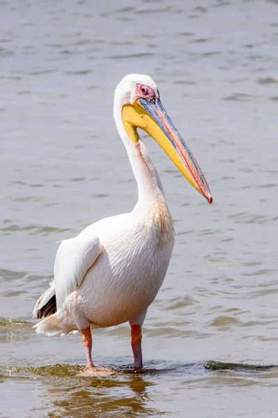 Pelican Walvish Bay Océano Atlántico Namibia — Foto de Stock