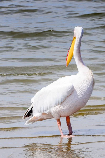 Pelican Walvish Bay Océano Atlántico Namibia —  Fotos de Stock
