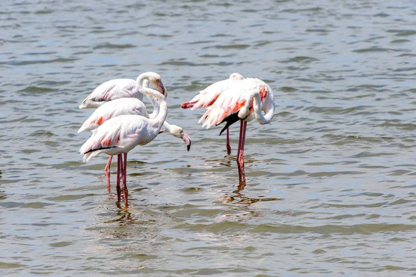 suda Flamingolar görünümü