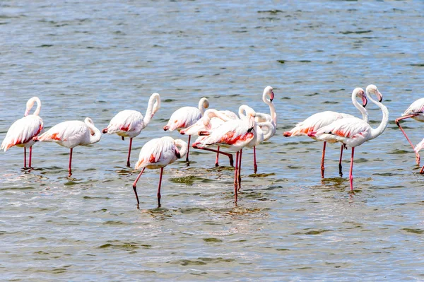 Näkymä Flamingos Veteen — kuvapankkivalokuva