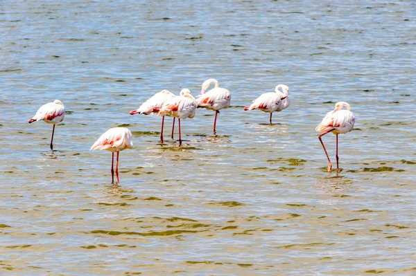 Pohled Flamingos Vodě — Stock fotografie