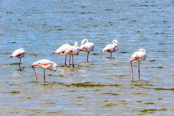 Pohled Flamingos Vodě — Stock fotografie