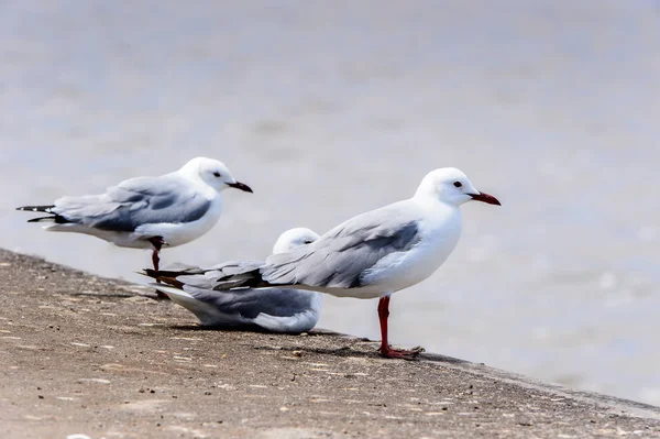 Albatros Una Costa Del Océano Atlántico Bahía Walvis Namibia —  Fotos de Stock