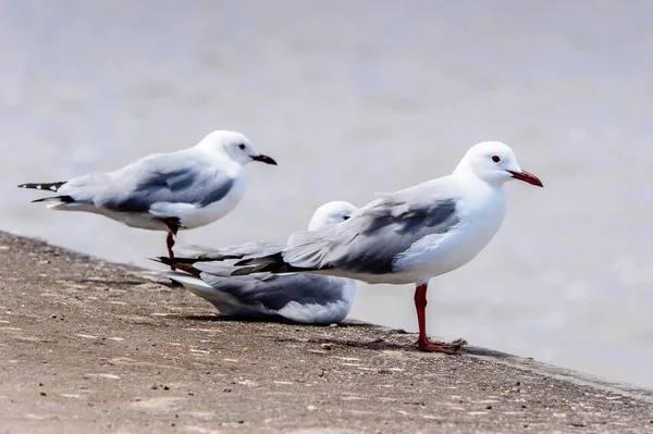 Albatross Kustlinje Atlanten Walvis Bay Namibia — Stockfoto