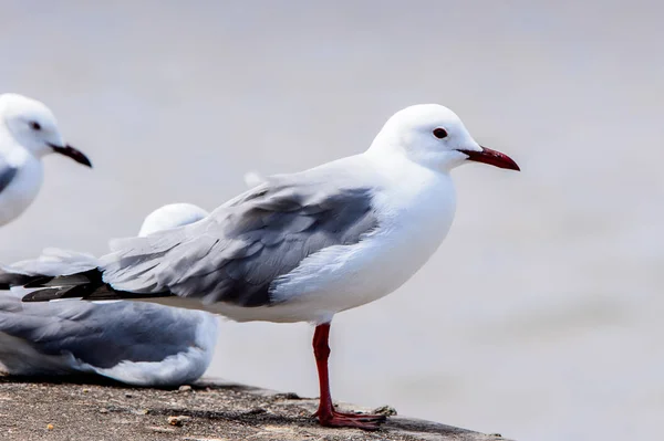 Albatross Een Kustlijn Van Atlantische Oceaan Walvis Baai Namibië — Stockfoto