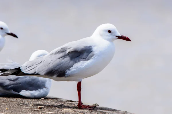 Albatros Pobřeží Atlantského Oceánu Walvis Bay Namibie — Stock fotografie