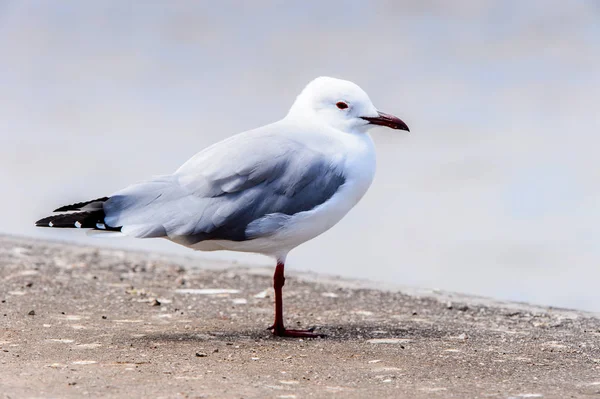 Albatros Pobřeží Atlantského Oceánu Walvis Bay Namibie — Stock fotografie