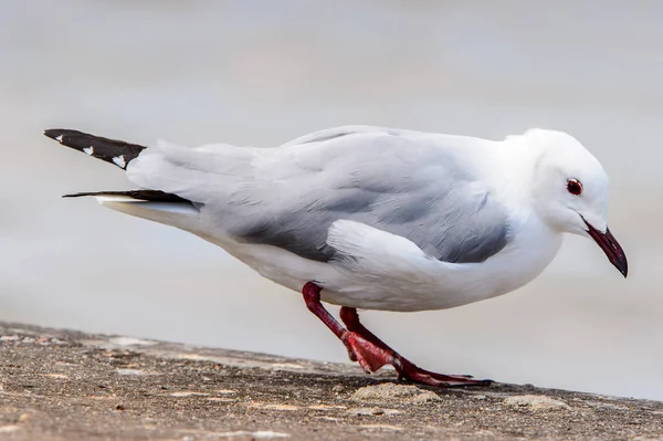 Albatros Walvisského Zálivu Atlantického Oceánu Namibie — Stock fotografie