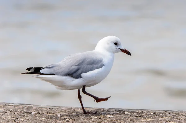 Albatross Van Walvis Baai Atlantische Oceaan Namibië — Stockfoto