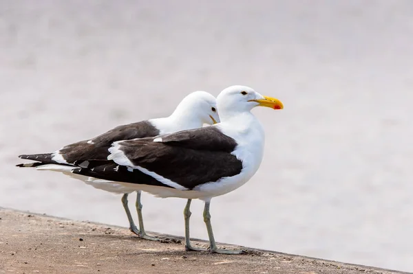 Albatrosdes Bahía Walvis Océano Atlántico Namibia —  Fotos de Stock