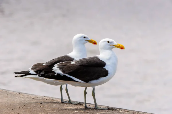 Albatroz Baía Walvis Oceano Atlântico Namíbia — Fotografia de Stock