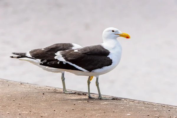 Albatros Walvisského Zálivu Atlantického Oceánu Namibie — Stock fotografie