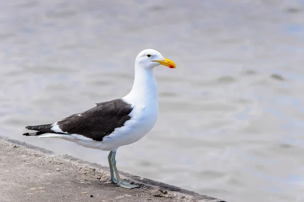 Albatrosdes Bahía Walvis Océano Atlántico Namibia — Foto de Stock