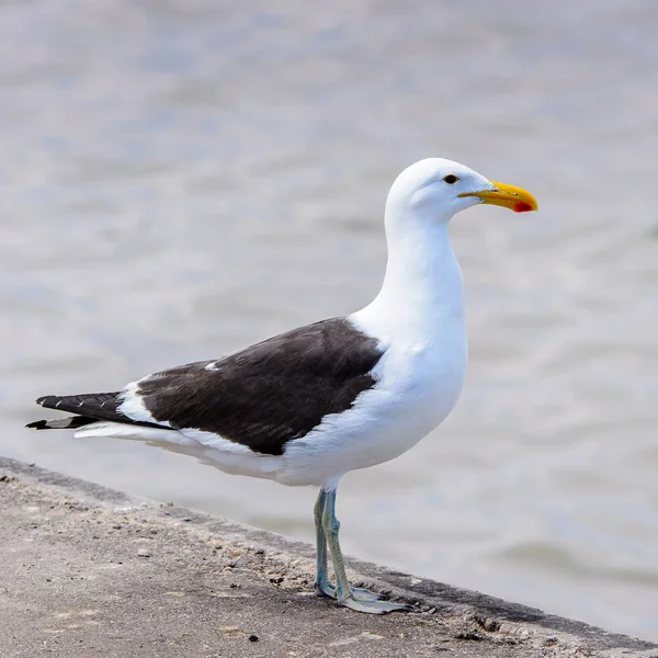 Albatros Walvisského Zálivu Atlantického Oceánu Namibie — Stock fotografie