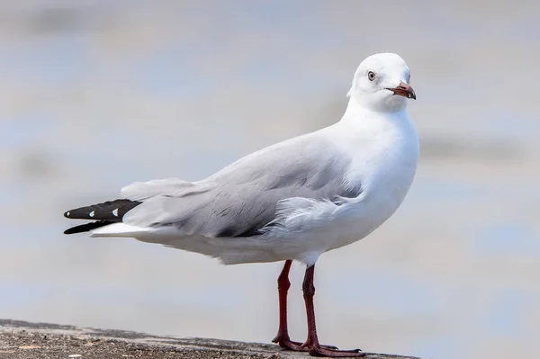 Albatroz Baía Walvis Oceano Atlântico Namíbia — Fotografia de Stock