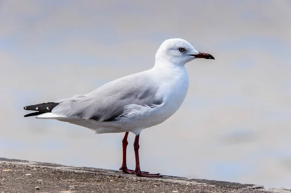 Albatross Den Walvis Fjärden Atlantiskt Hav Namibia — Stockfoto