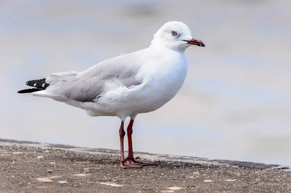 Albatross Den Walvis Fjärden Atlantiskt Hav Namibia — Stockfoto