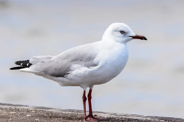 Albatrosdes Bahía Walvis Océano Atlántico Namibia —  Fotos de Stock