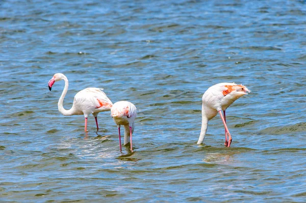 Pohled Flamingos Vodě — Stock fotografie