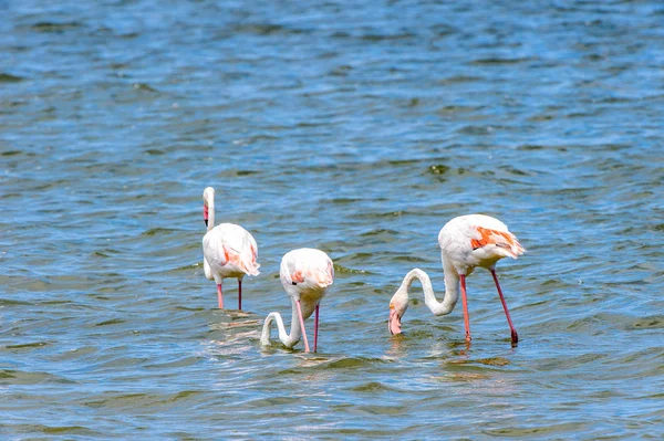 Blick Auf Flamingos Wasser — Stockfoto