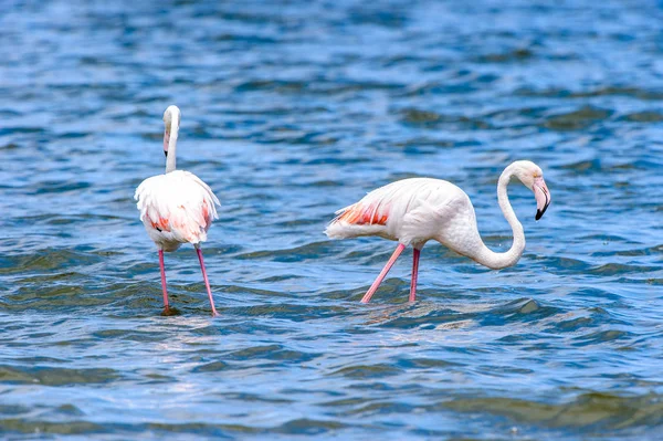 Vista Flamingos Água — Fotografia de Stock
