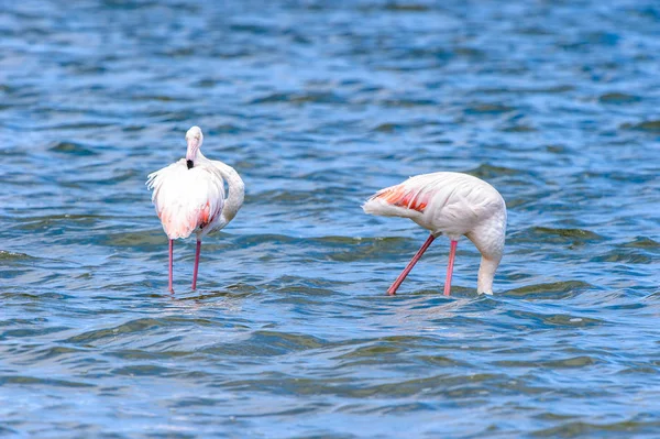 Vista Flamingos Água — Fotografia de Stock