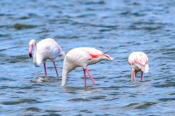 Vista Flamingos Água — Fotografia de Stock