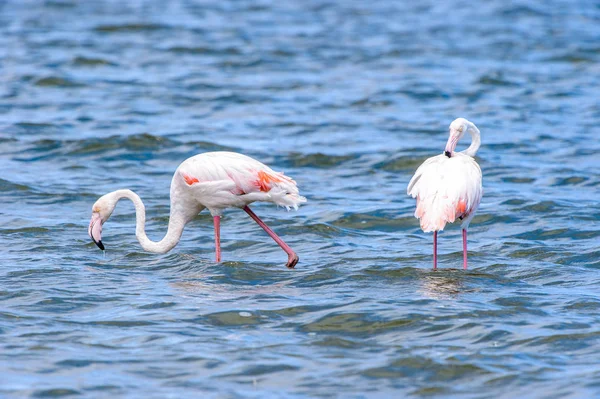 Pohled Flamingos Vodě — Stock fotografie